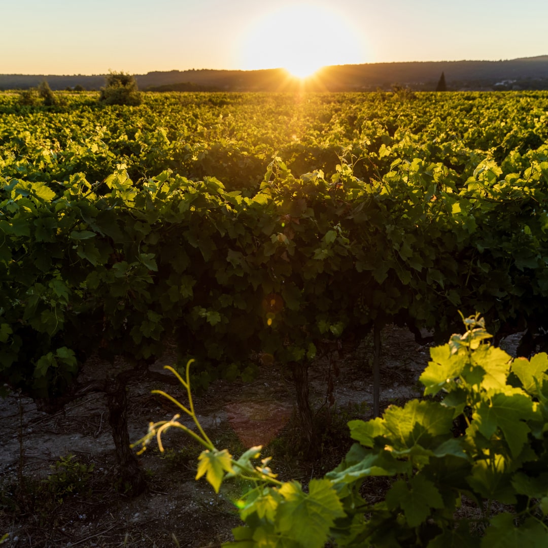 Visite des vignobles de Provence