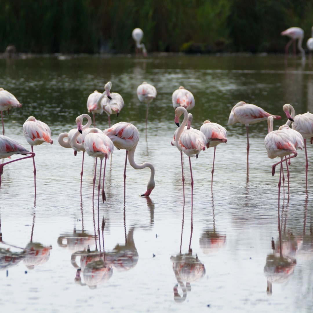 Visite des salins de Giens