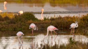 flamands roses-presqu-ile-gien