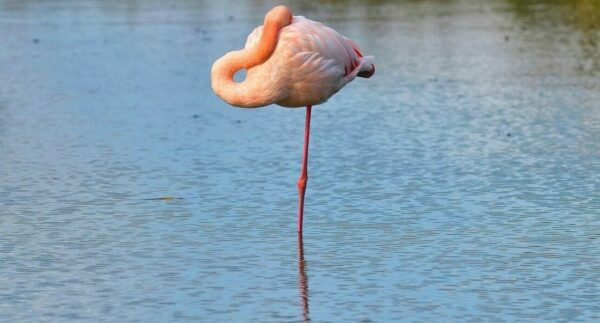 bird-7570361_1280 (1)