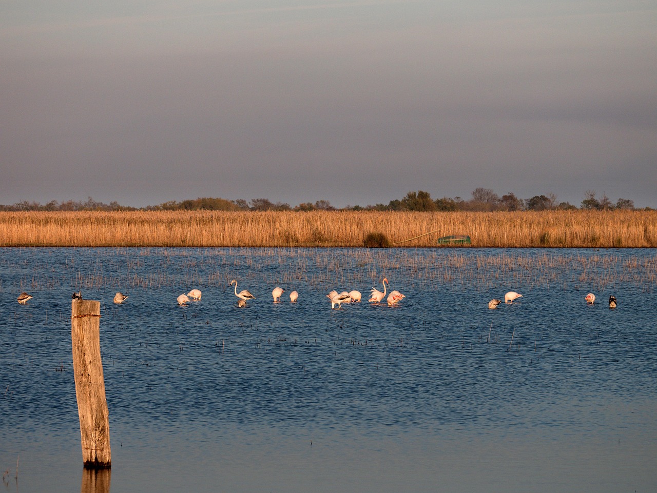 camargue-4635073_1280 (2)
