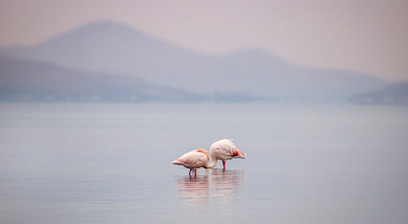 flamingos-5859192_1280