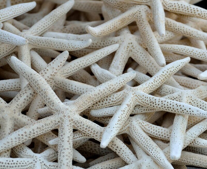 starfish-1649495_1280