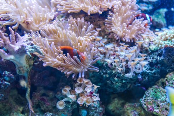 underwater-3250644_1280